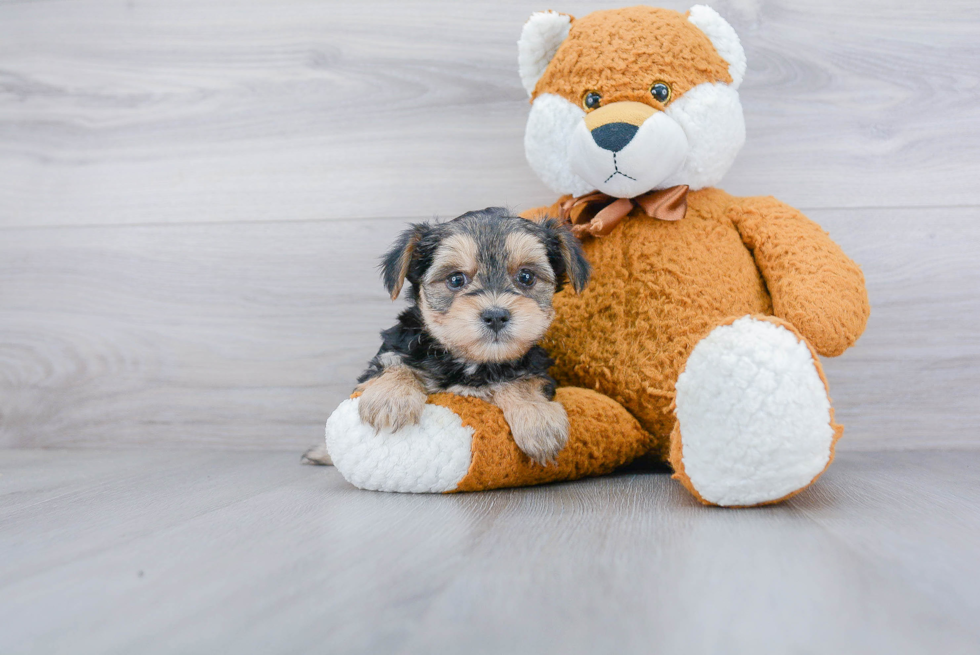 Morkie Puppy for Adoption