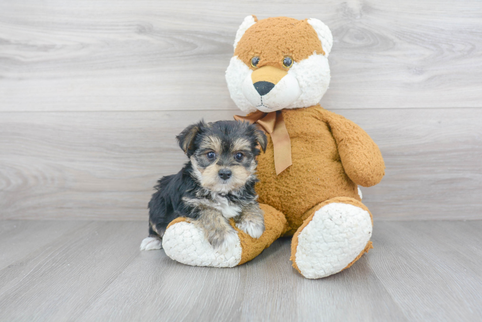 Best Morkie Baby