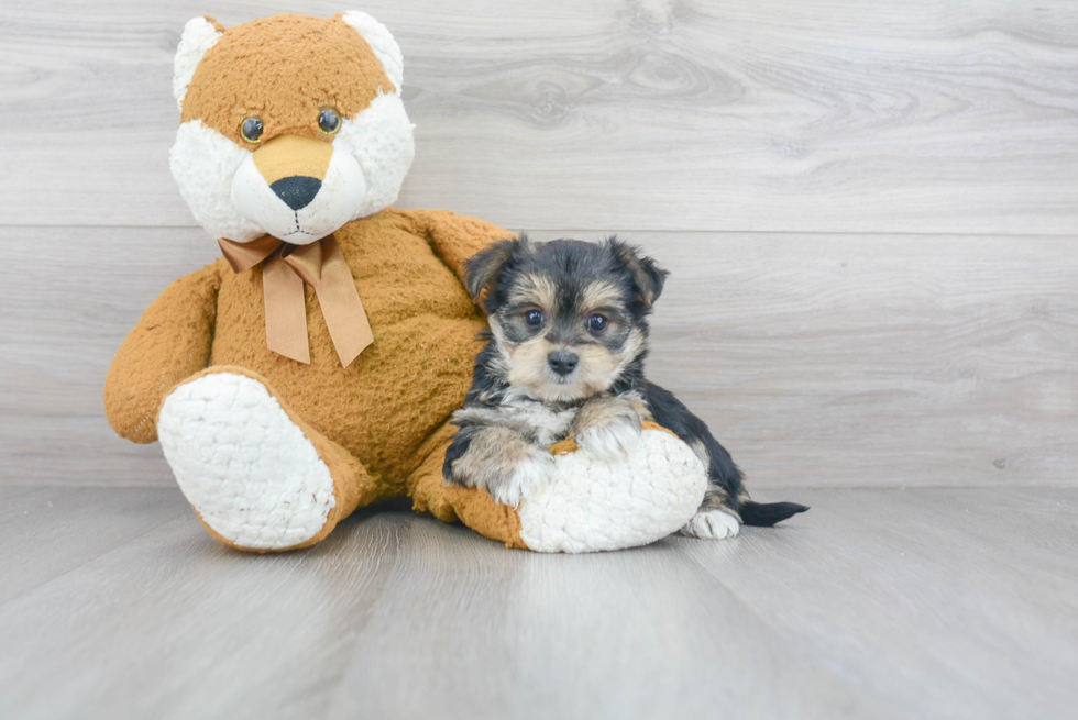 Morkie Pup Being Cute