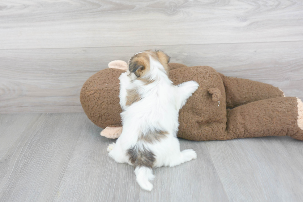 Little Yorkie Designer Puppy