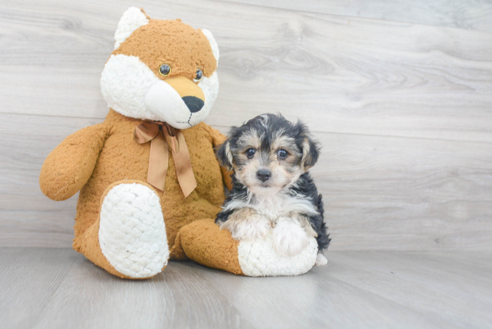 Hypoallergenic Yorkie Designer Puppy