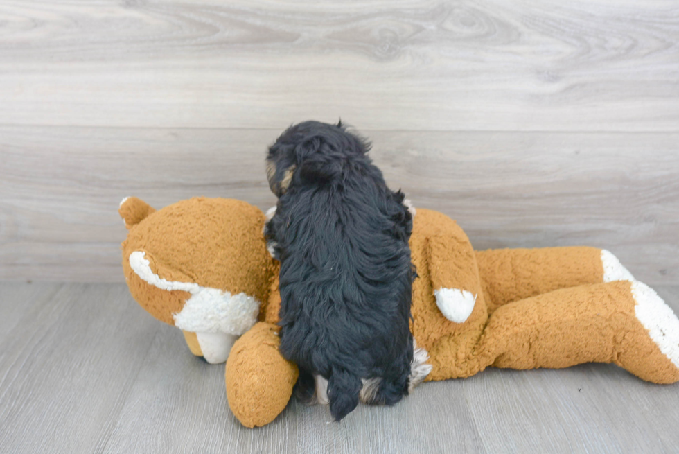 Smart Morkie Designer Pup