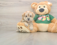7 week old Morkie Puppy For Sale - Premier Pups