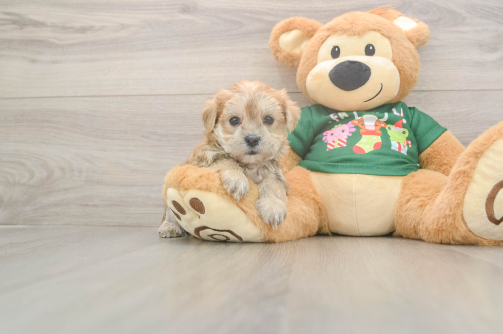 7 week old Morkie Puppy For Sale - Premier Pups