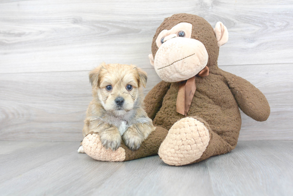 Morkie Puppy for Adoption