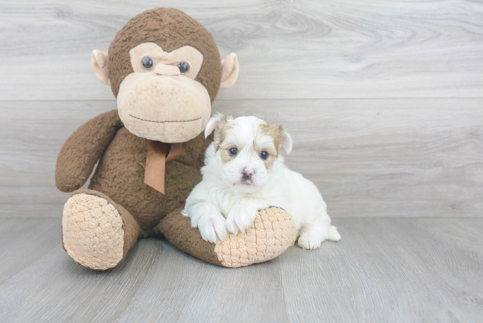 Fluffy Morkie Designer Pup