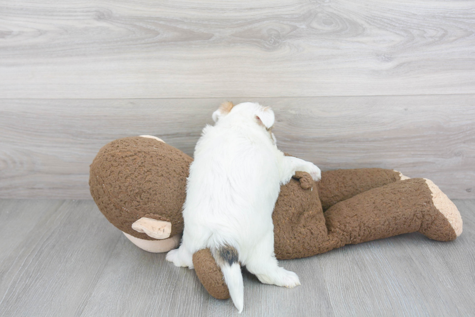 Morkie Pup Being Cute