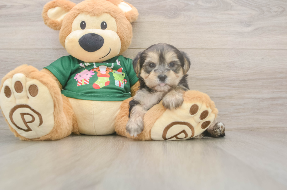 7 week old Morkie Puppy For Sale - Premier Pups