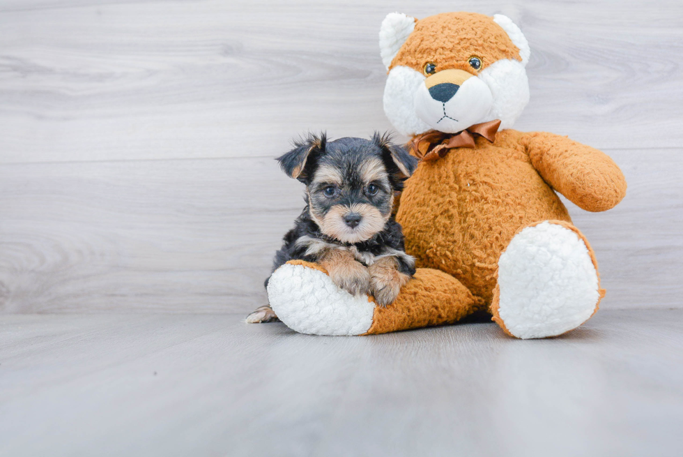 Adorable Yorkie Designer Puppy