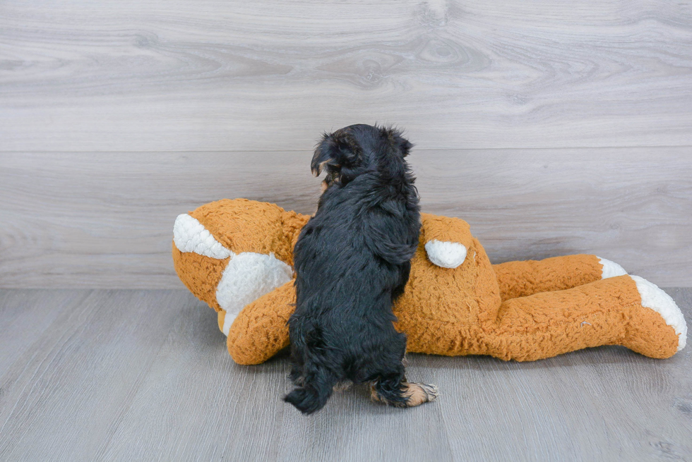 Morkie Pup Being Cute