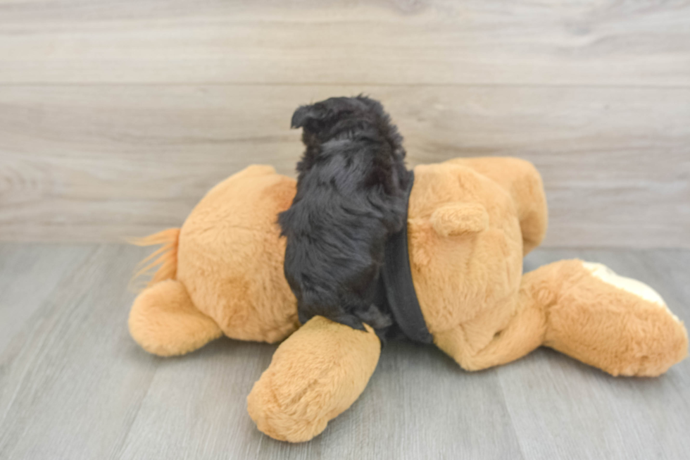 Fluffy Morkie Designer Pup