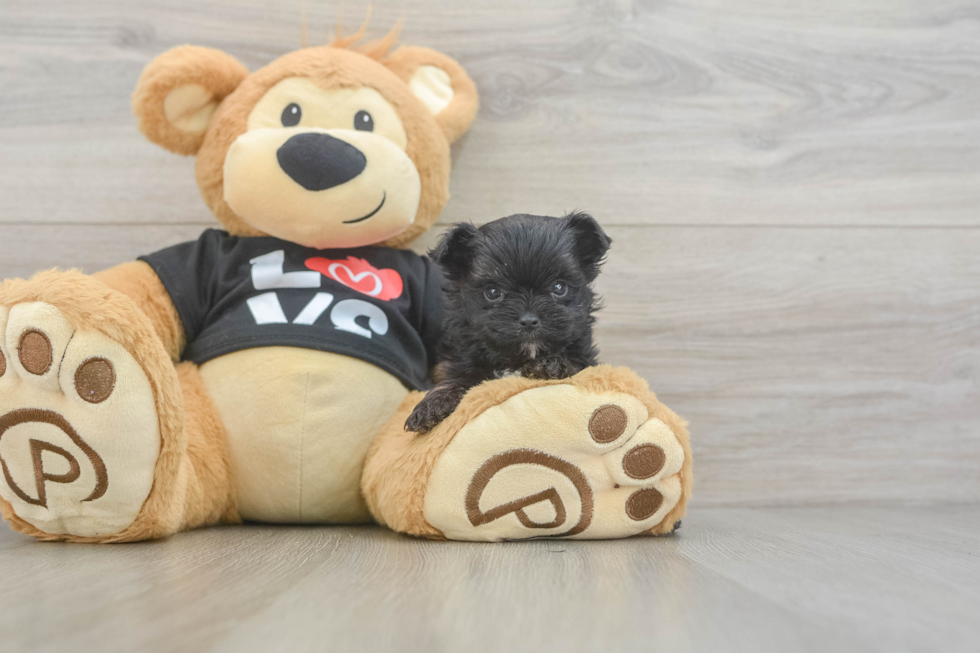 Morkie Puppy for Adoption