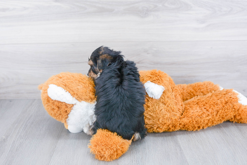 Morkie Puppy for Adoption