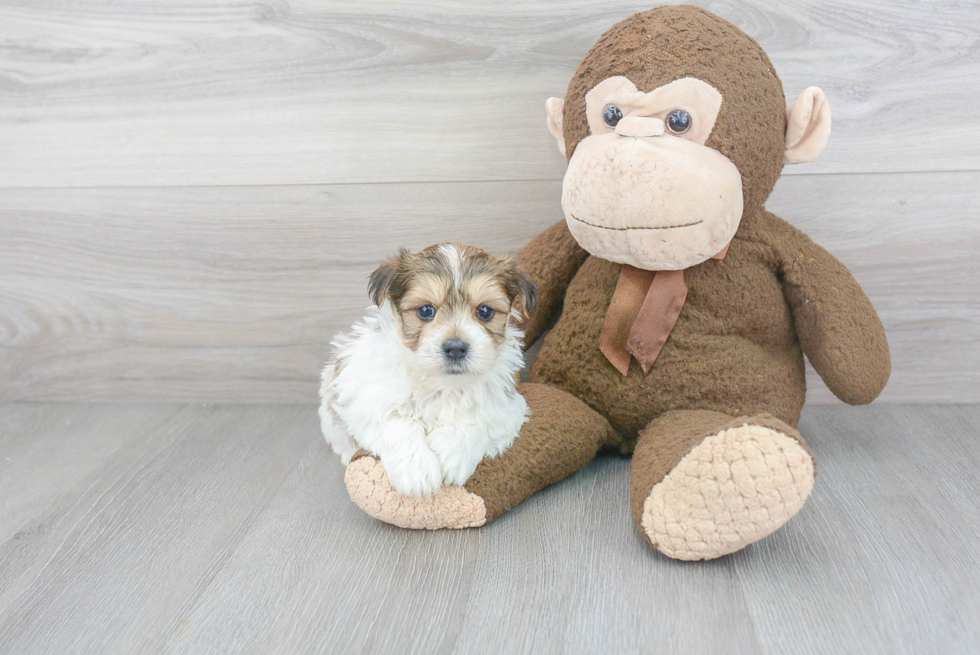 Energetic Yorkie Designer Puppy