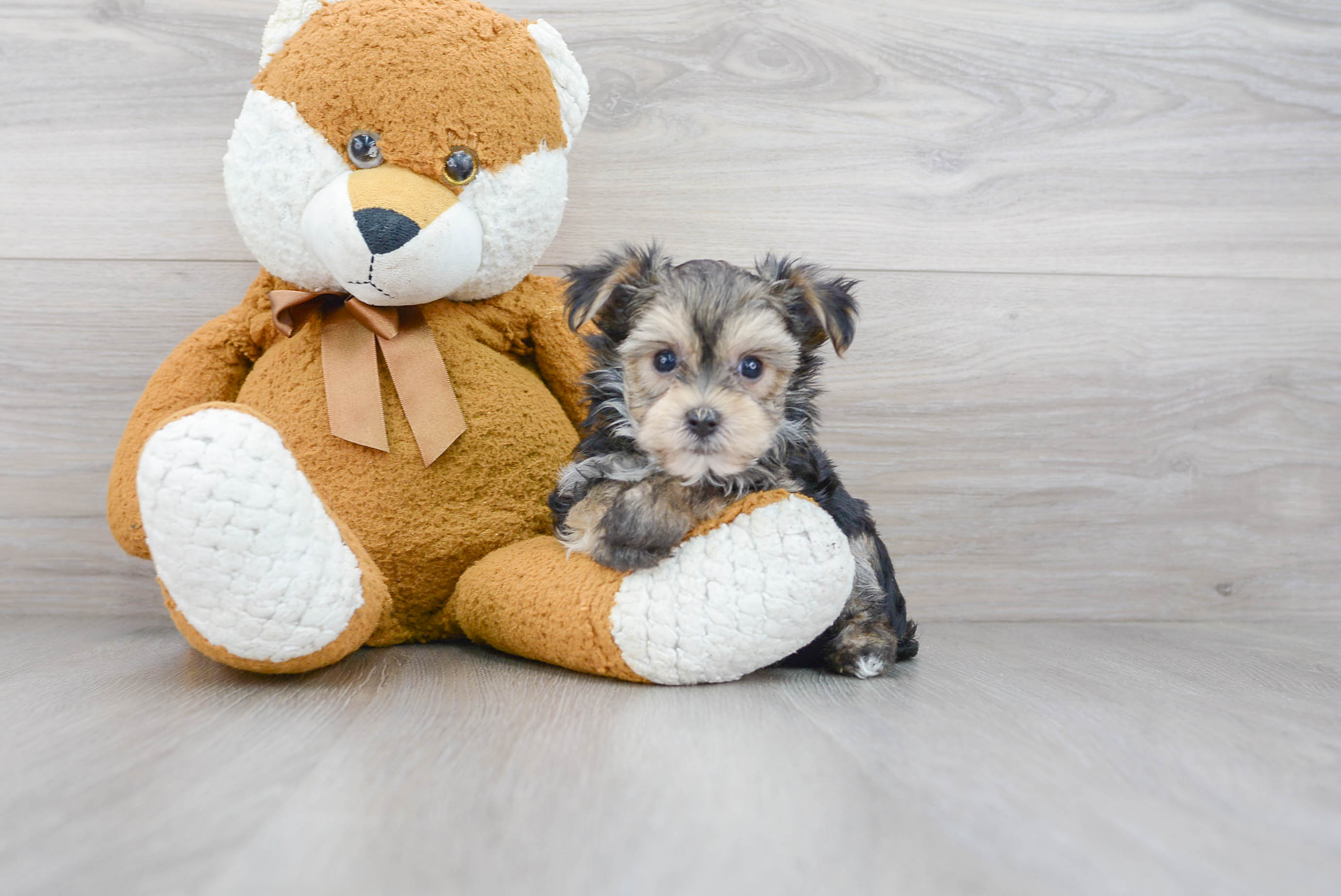 Smart Morkie Designer Pup