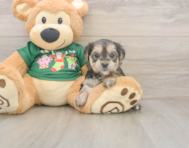 7 week old Morkie Puppy For Sale - Premier Pups