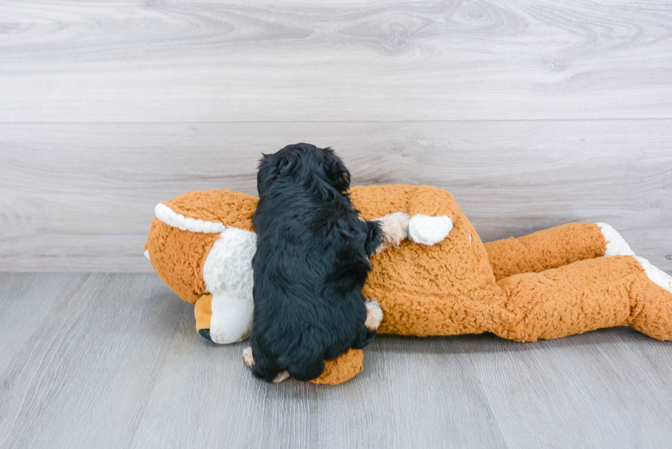 Hypoallergenic Yorkie Designer Puppy