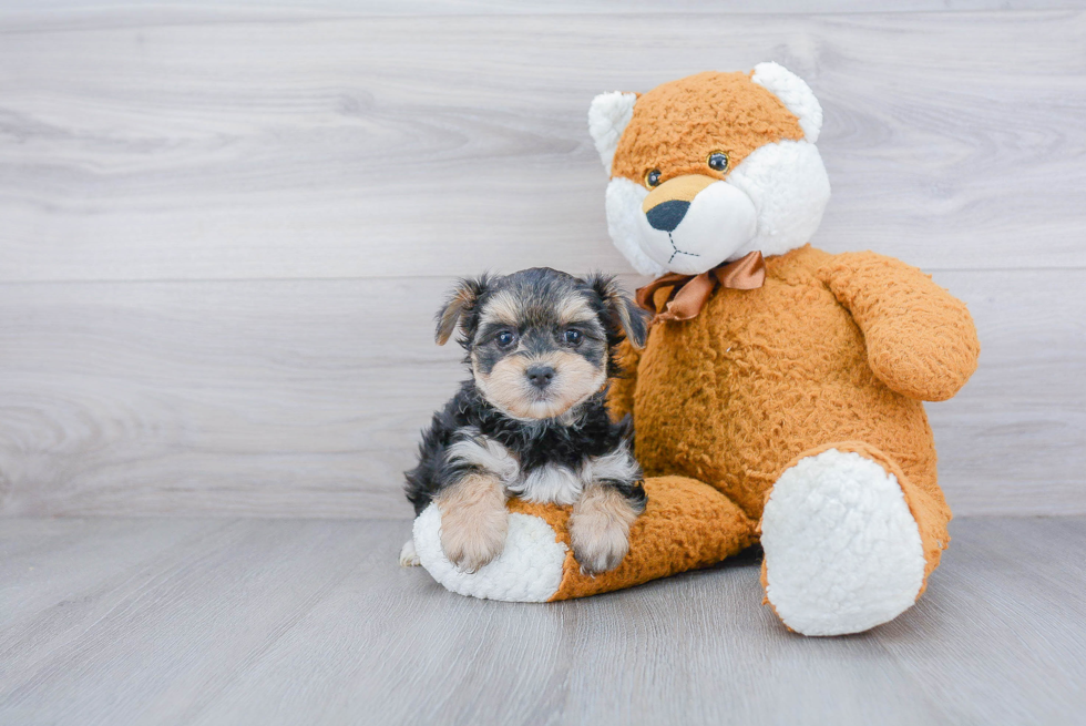 Morkie Puppy for Adoption