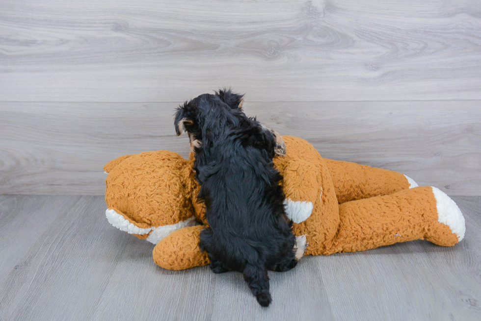 Energetic Yorkie Designer Puppy