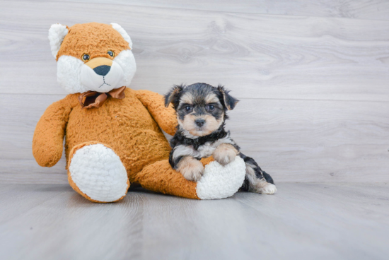 Adorable Yorkie Designer Puppy