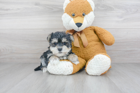 Little Yorkie Designer Puppy