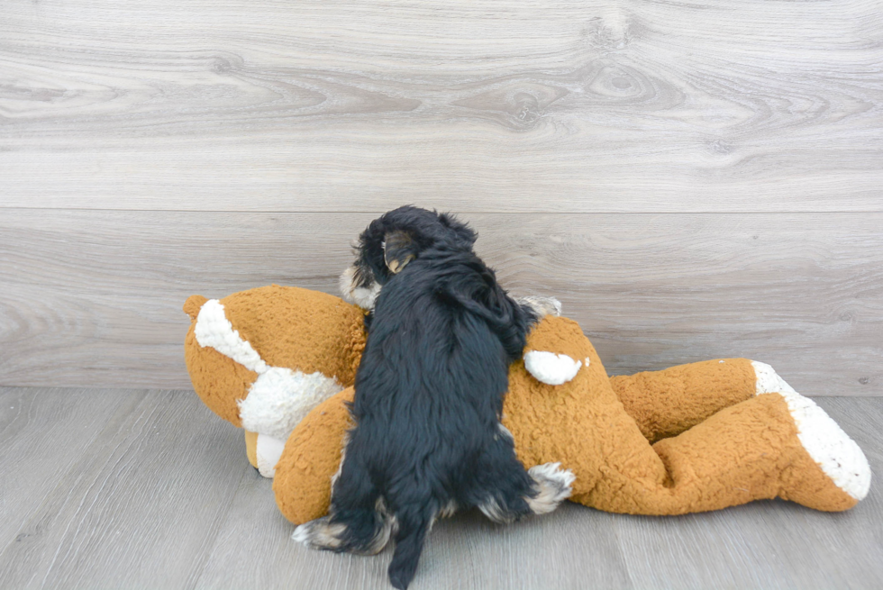 Morkie Puppy for Adoption