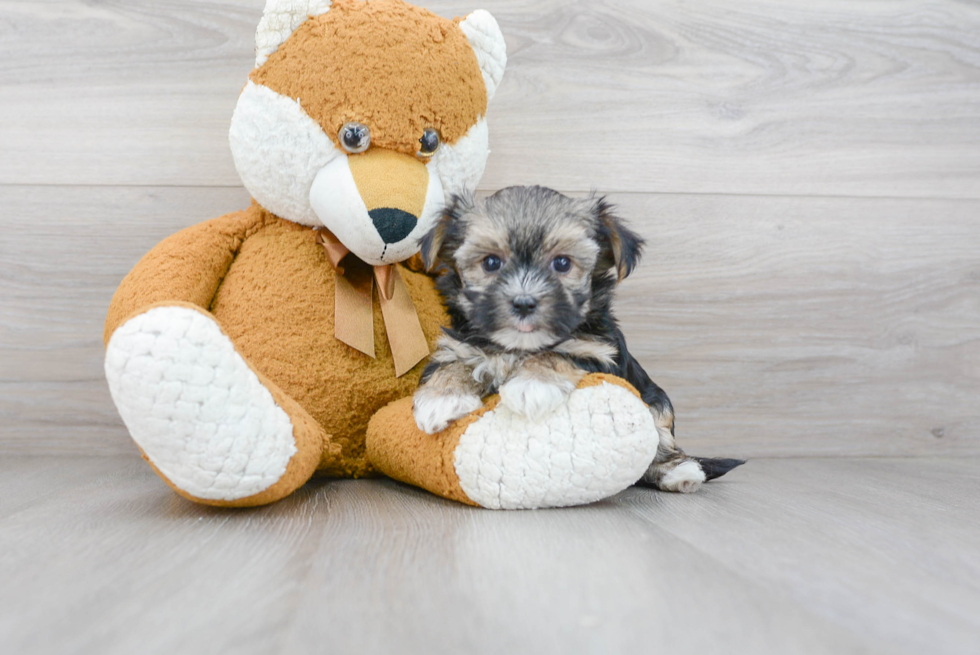 Smart Morkie Designer Pup