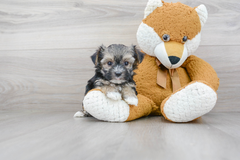 Morkie Puppy for Adoption