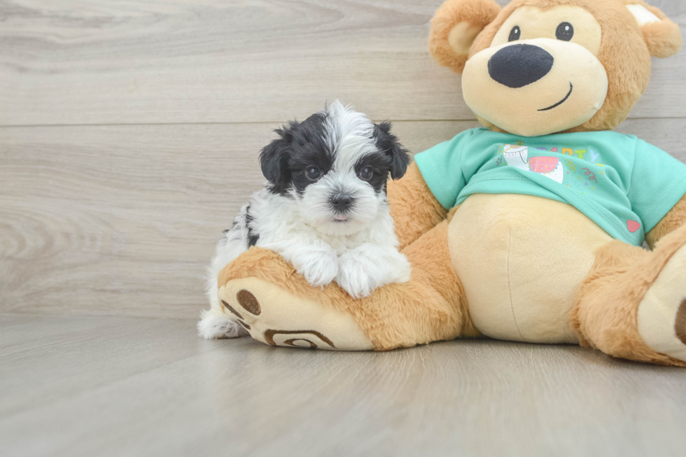 Energetic Morkshire Terrier Designer Puppy