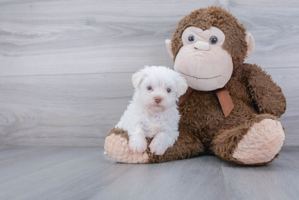 Morkie Pup Being Cute