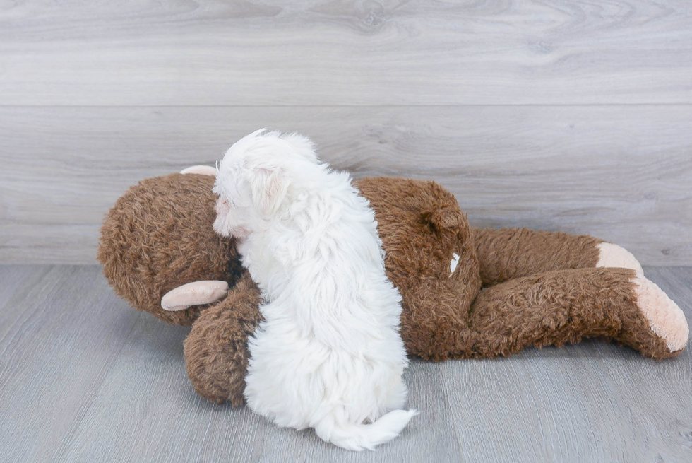 Morkie Pup Being Cute