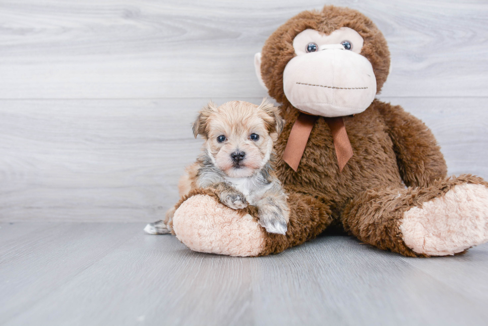 Morkie Puppy for Adoption