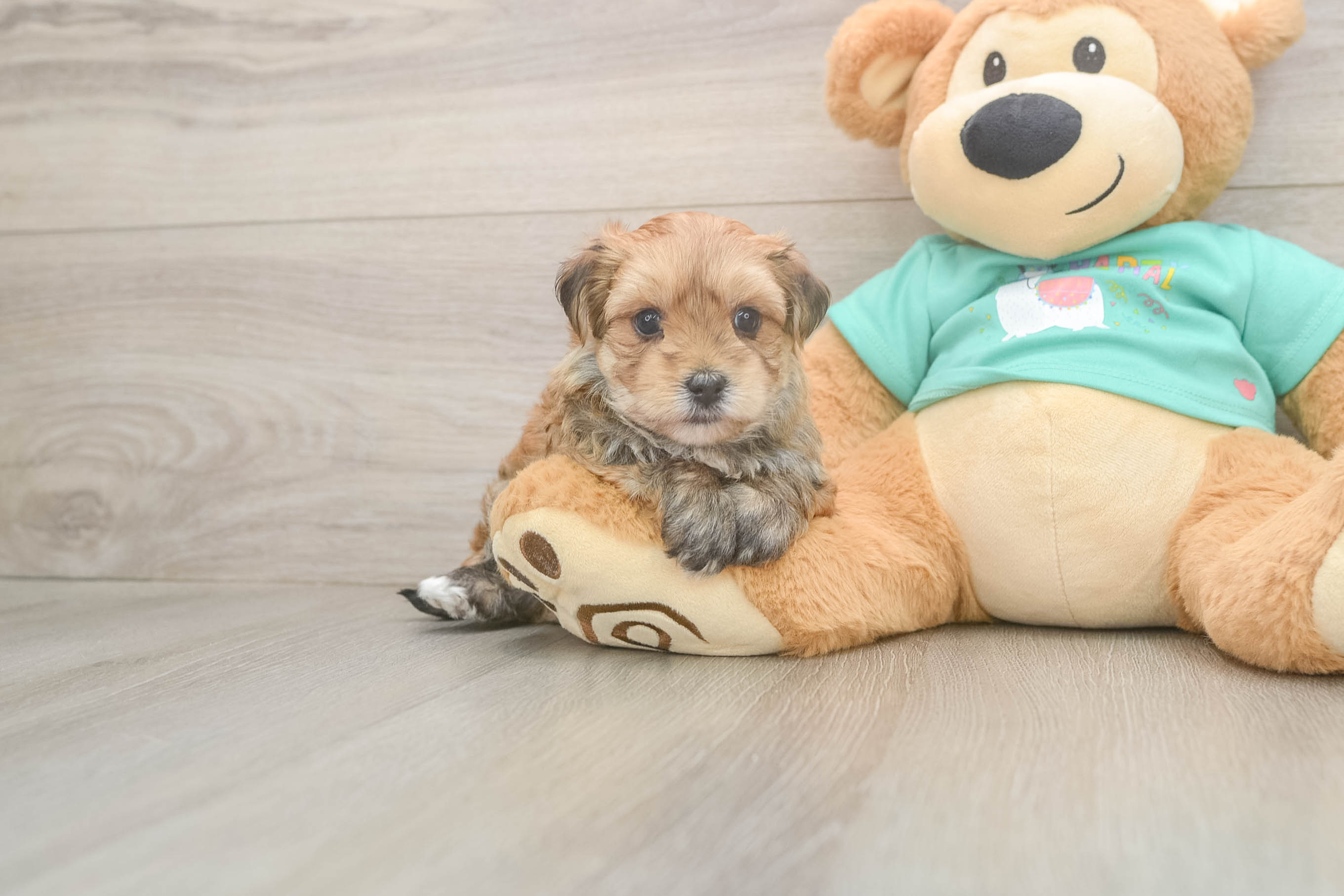 Best Morkie Baby