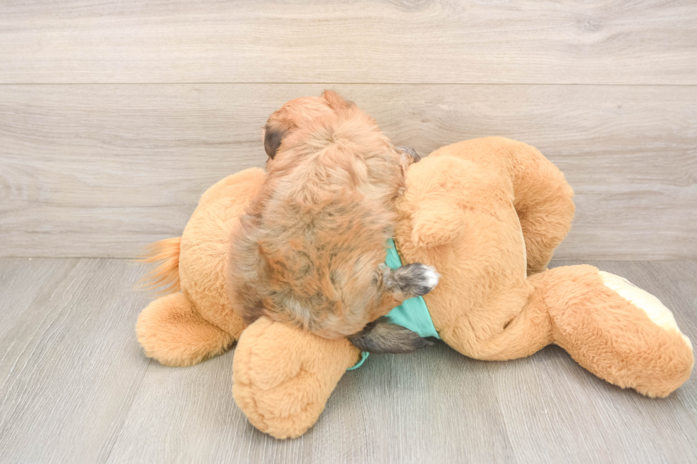 Morkie Pup Being Cute