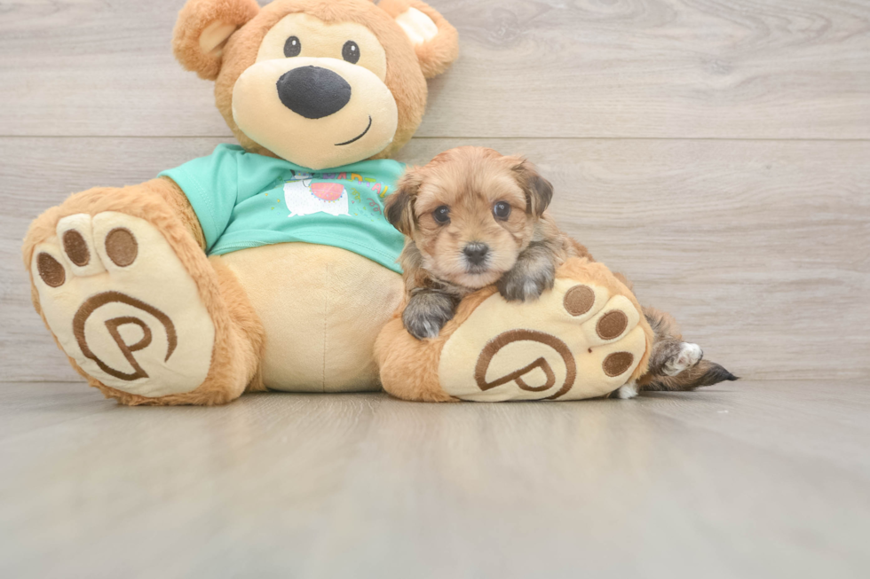 Hypoallergenic Yorktese Designer Puppy