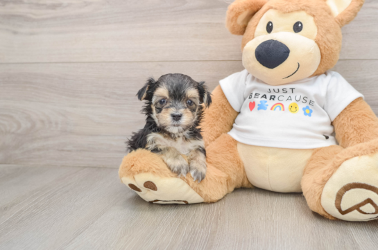 Funny Morkie Designer Pup