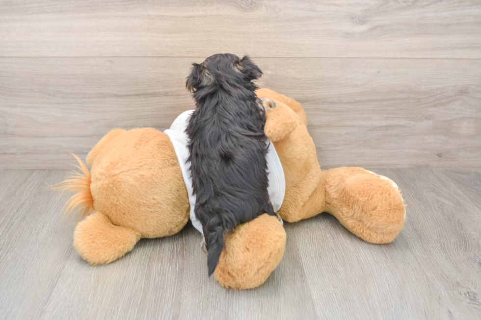 Playful Yortese Designer Puppy