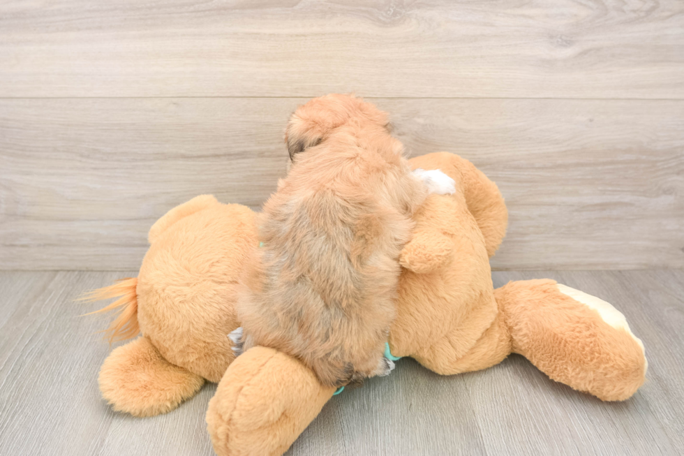 Morkie Pup Being Cute