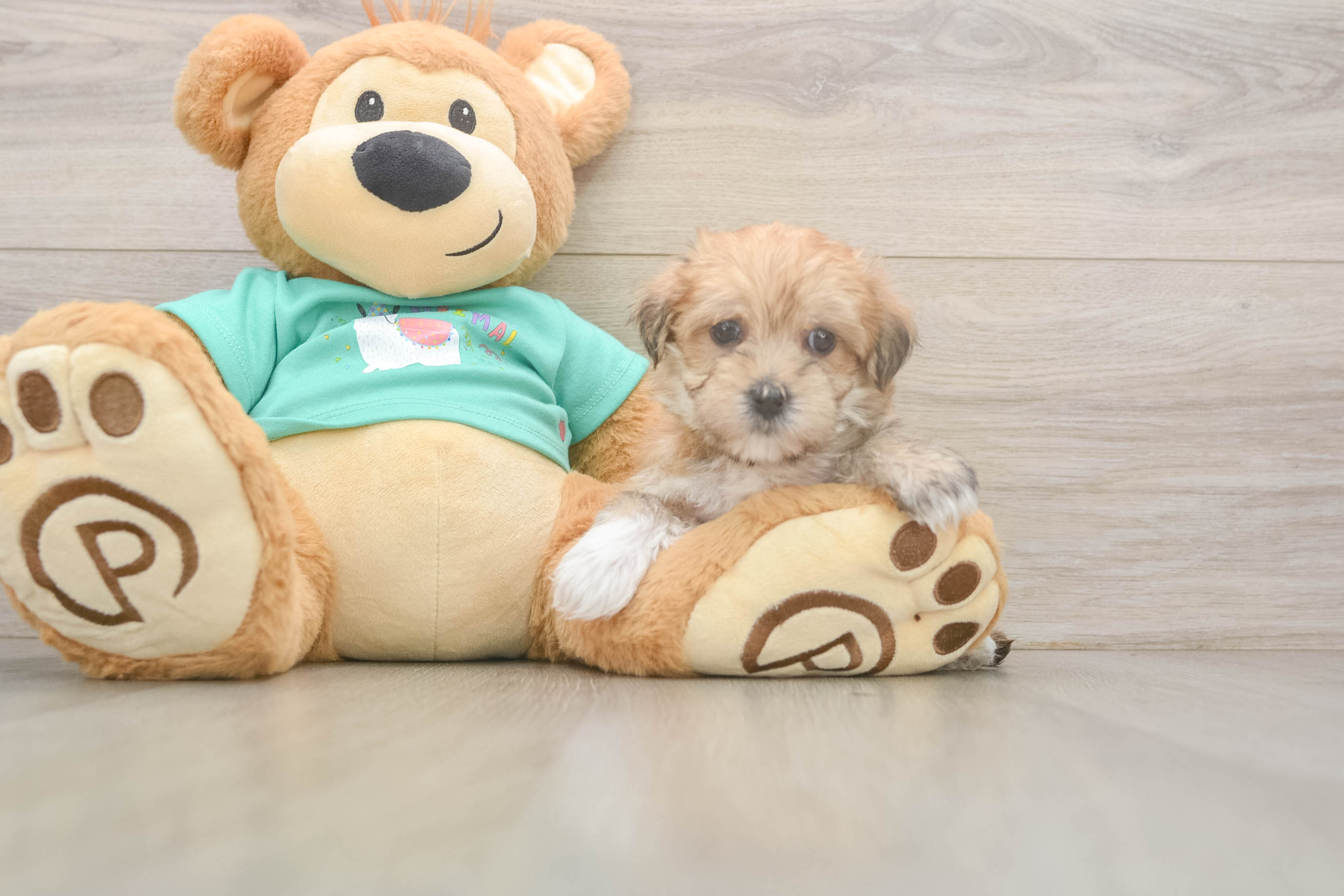 Best Morkie Baby