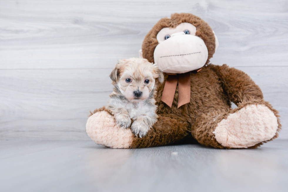 Morkie Pup Being Cute