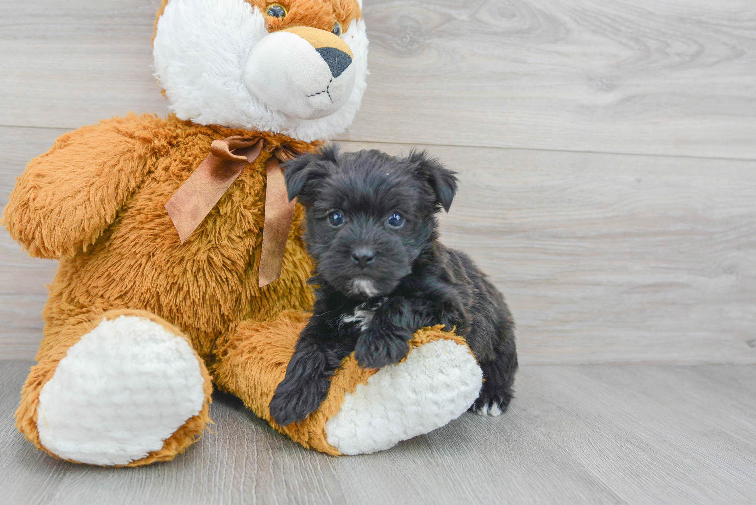 Cute Morkie Baby