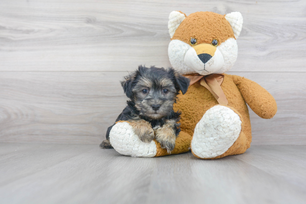 Little Yorkie Designer Puppy