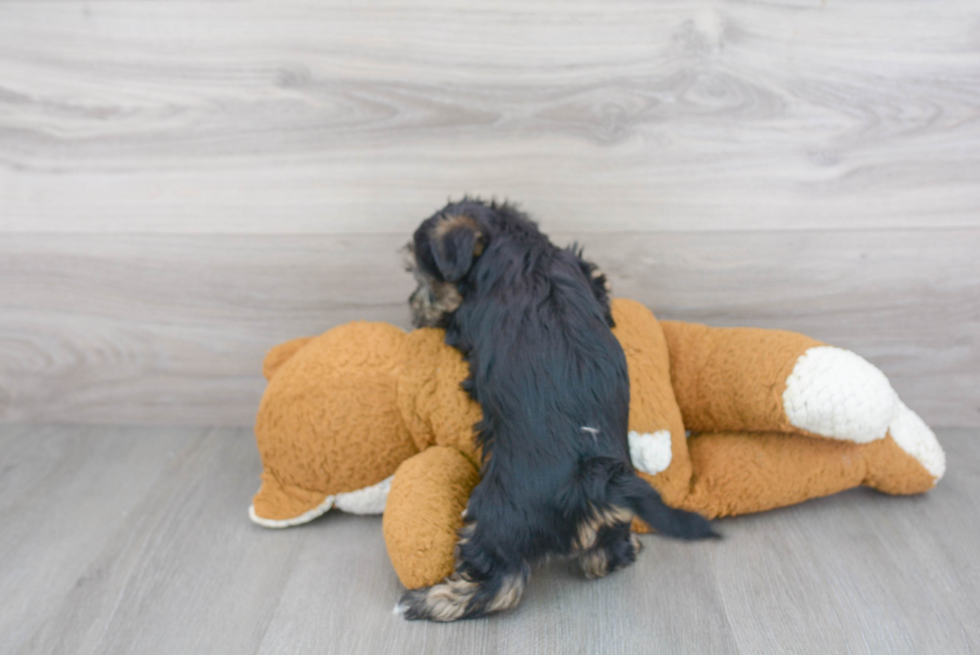 Funny Morkie Designer Pup