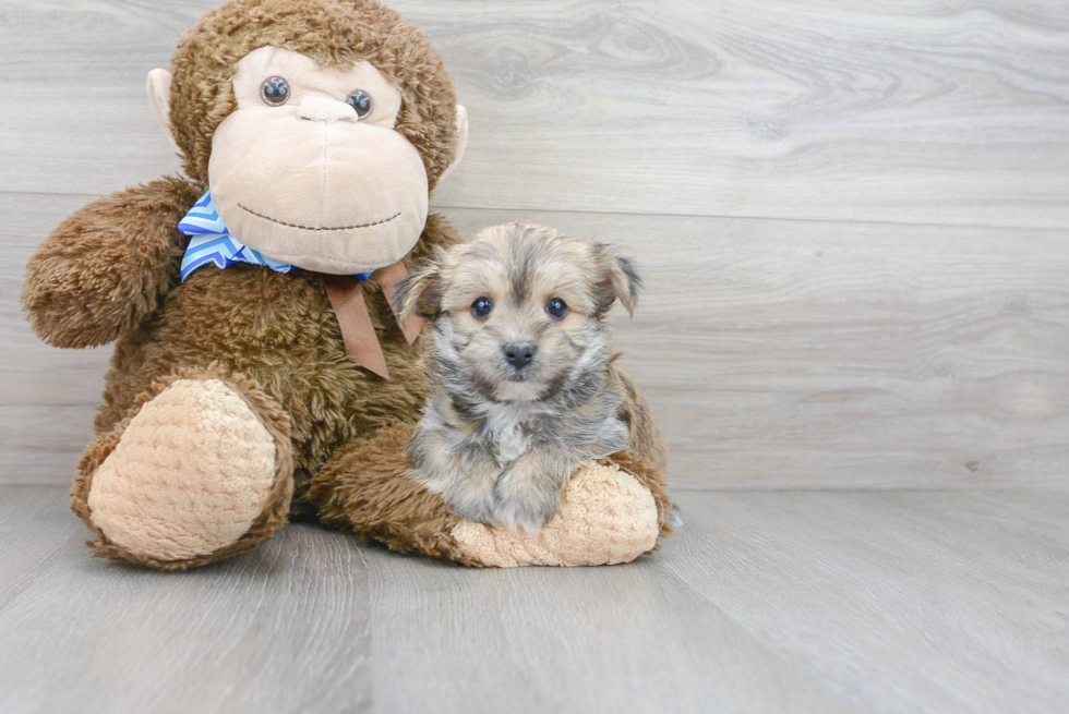 Popular Morkie Designer Pup