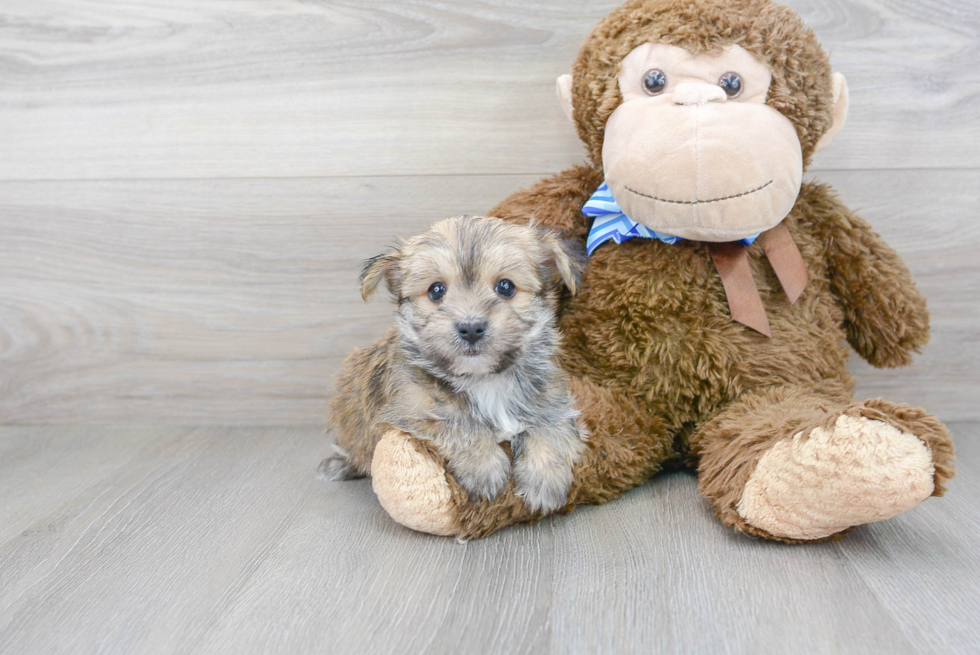 Morkie Pup Being Cute