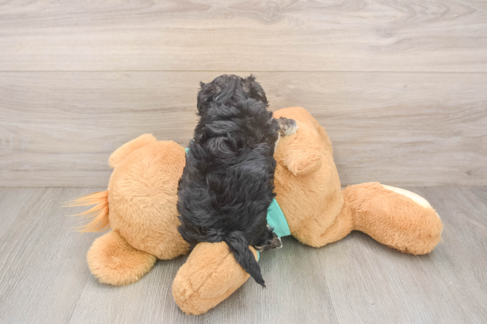 Energetic Yorkiemalt Designer Puppy