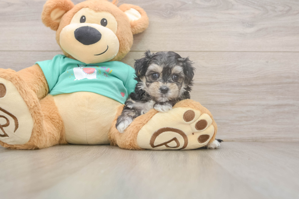 Playful Maltese Yorkie Mix Designer Puppy
