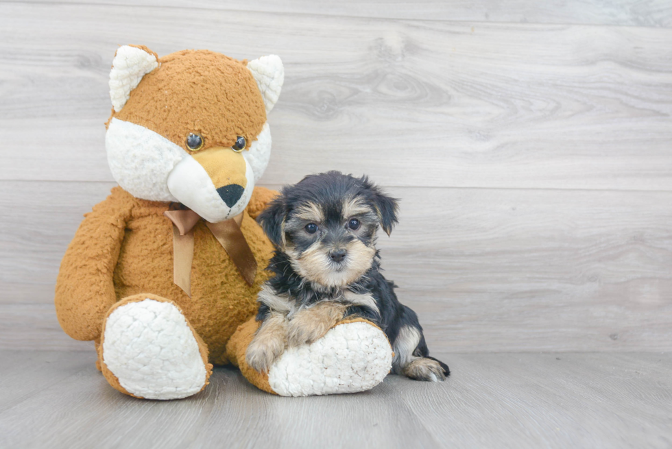 Energetic Yorkie Designer Puppy