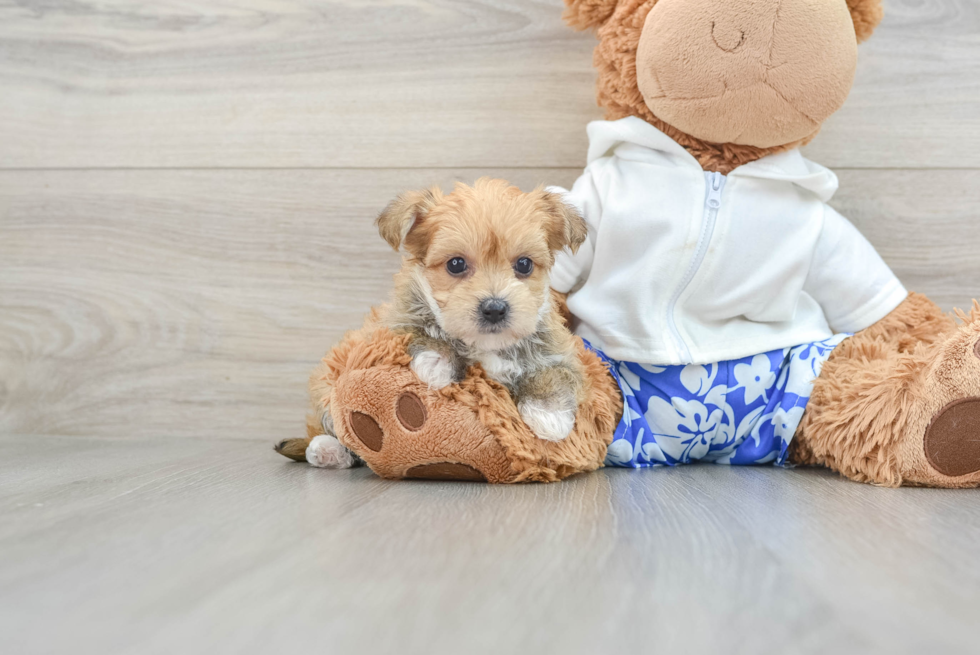 Best Morkie Baby