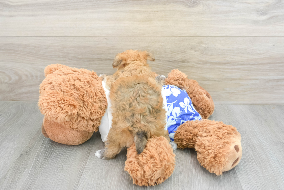 Popular Morkie Designer Pup